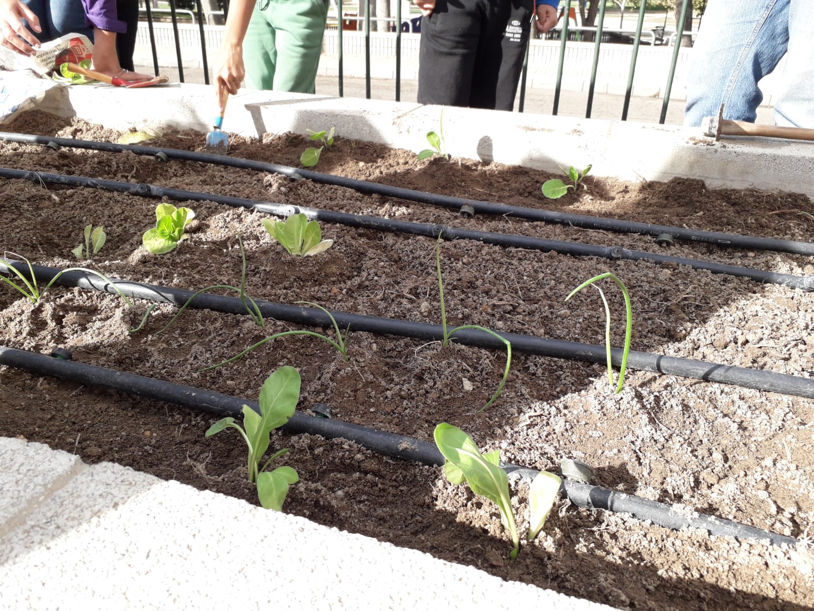 ¡Primera plantación en nuestro Huerto Escolar!